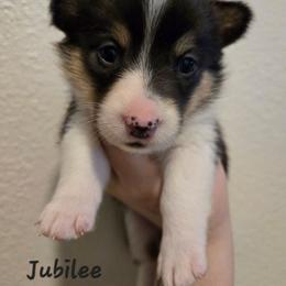 Jubilee - Black and tan female Pembroke Welsh Corgi puppy in Citrus Heights, California from The Joy of Corgis