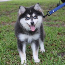 Pomsky puppies from Your Friend Seamus' Studds