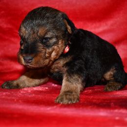 Frost - Black and tan male Welsh Terrier puppy in Draper, Virginia from Shady Oaks WFT