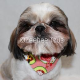 Daphne - Shih Tzu