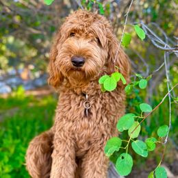 Taffy - Goldendoodle