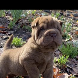 Chinese Shar-Pei Puppies from Amy Mahaffey's Chinese Shar-Pei