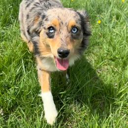 Koda - Miniature Australian Shepherd