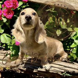 Nahla - Cream Dachshund puppy in Washington, North Carolina from Elegant Dachshunds-Eledox