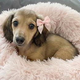 Trixie - Cream female Dachshund puppy in Plant City, Florida from Oakley's Dachshund Ranch