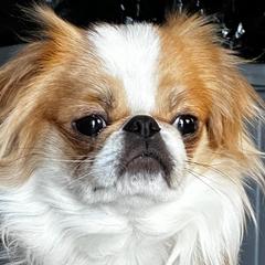 gizmo - Japanese Chin