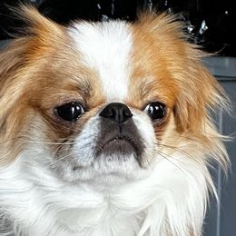 gizmo - Japanese Chin