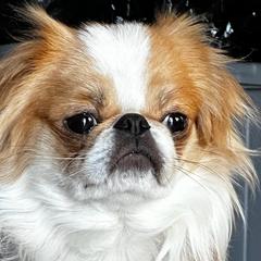 gizmo - Japanese Chin