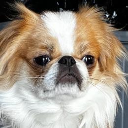 gizmo - Japanese Chin