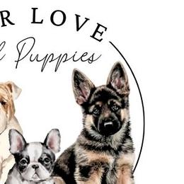 Bulldogs and French Bulldogs from Love That Bulldog Hicks Family Division