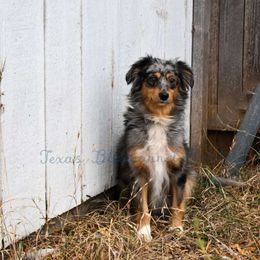 Honey - Miniature Australian Shepherd
