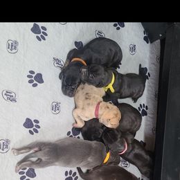 "African flowering plant litter" Great Dane Puppies from Collver Danes