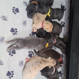 "African flowering plant litter" Great Dane Puppies from Collver Danes