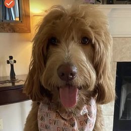 Goldendoodle All Grown Up from Doodles of Stonington