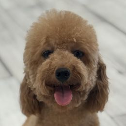 Cavapoos and Poodles from Fletcher fuzzy friends