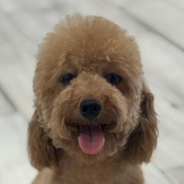 Cavapoos and Poodles from Fletcher fuzzy friends