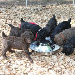 Poodle Puppies from Standard Poodles of Forest Lakes