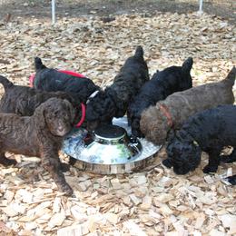 Poodle Puppies from Standard Poodles of Forest Lakes