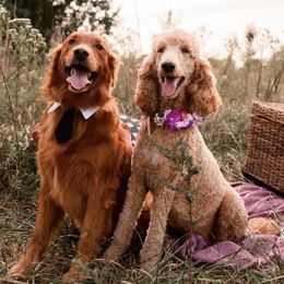 Goldendoodles from Taylor Tails