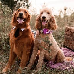 Goldendoodles from Taylor Tails