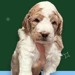 Boy 3 - Parti male Springerdoodle puppy in Murrells Inlet, South Carolina from SpringerDoodles at the Beach