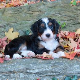 Cream - Tri-color female Bernedoodle puppy in Lancaster, Pennsylvania from Homestead Bernedoodles