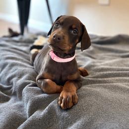 Light Pink Collar female - Red and rust female Doberman Pinscher puppy in Madison, Indiana from Jensen Dobermans and Dachshunds
