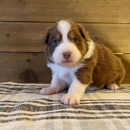 Cheers - Red tri-color female Australian Shepherd puppy in Kearney, Nebraska from Helix Aussies