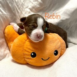 Girl 5 - Miniature American Shepherd puppy in Eclectic, Alabama from Solid Rock Miniature American Shepherds