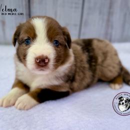 Velma - Red merle female Miniature Australian Shepherd puppy in York, Pennsylvania from Dusty Spring Australian Shepherds, LLC