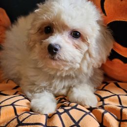 Silver Bow - White and buff female Bichon Frise puppy in Chatham, Illinois from Bichon Frise Partnership