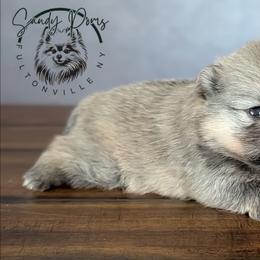 Grizz - Cream sable male Pomeranian puppy in Fultonville, New York from Sandy Aussies & Pomeranians