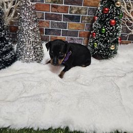 Trixie - Black and tan female Miniature Pinscher puppy in Baton Rouge, Louisiana from Pike's Pups