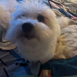 Mei Mei - Coton de Tulear