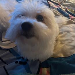 Mei Mei - Coton de Tulear