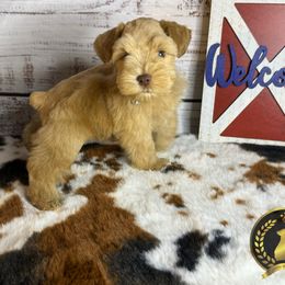 Miniature Schnauzer Puppies from Forever Schnauzers