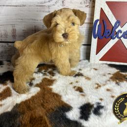 Miniature Schnauzer Puppies from Forever Schnauzers