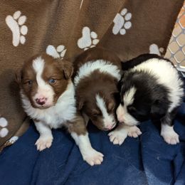 Border Collie Puppies from Platts Hill Border Collies