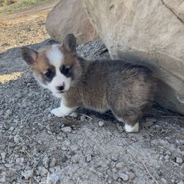 Female 3 - Sable female Pembroke Welsh Corgi puppy in Clawson, Utah from Nielsen's Straight Arrow Corgis