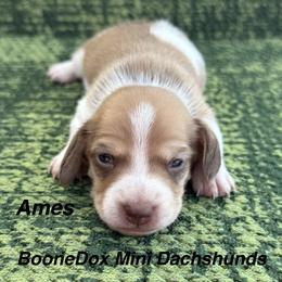 Ames - Cream male Dachshund puppy in Lexington, Oklahoma from BooneDox Miniature Dachshunds