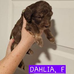 Dahlia, Purple collar - Brown female Cockapoo puppy in Pell City, Alabama from FurEver Young Kennels