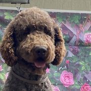 Teddy - Double Doodle