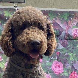 Teddy - Double Doodle