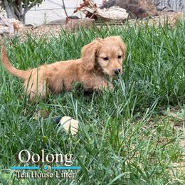 Oolong (Ollie) - Red male Dachshund puppy in Toquerville, Utah from Rockindachs