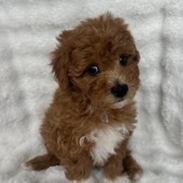 Peggy - Red  female Goldendoodle puppy in Bountiful, Utah from Lady's Liberty Litter