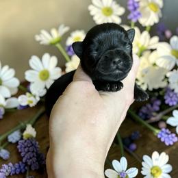 Russian Salon Dog and Yorkshire Terrier Puppies from Yorkies Kisses