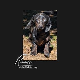 Ronnie - Dachshund