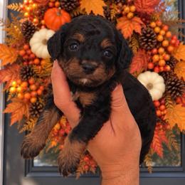 Angus - Black and tan male Cavapoo puppy in Salt Lake City, Utah from SunnySide Mini Doodles