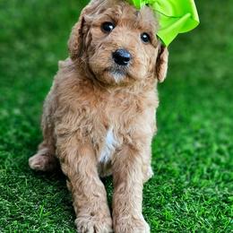 Kaia's Lime Girl - female Goldendoodle puppy in Kountze, Texas from Texas Doodles LLC