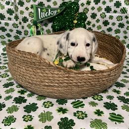 Cinnamon- Long Coat-Pink - White and black female Dalmatian puppy in Claremore, Oklahoma from Lotsofdots Dalmatians